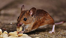24 Hour & Emergency Exterminators in Bethany Beach, DE